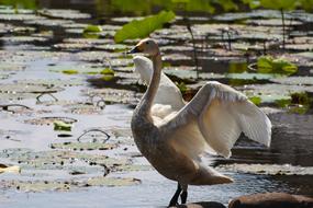 wild swan by the pond