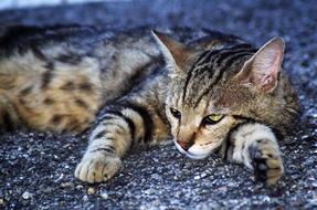 Cat European Calico Stray