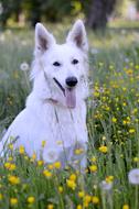 Summer Dog White
