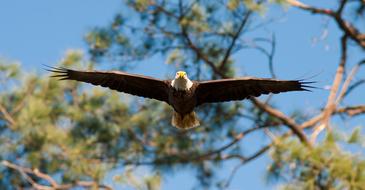 Eagle Bald Flying