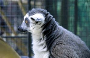 Ring-Tailed Lemur A