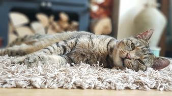 Relax Cat Animal
