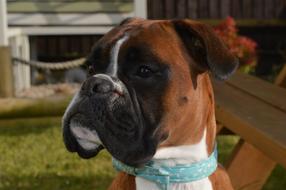 Boxer Dog Pet