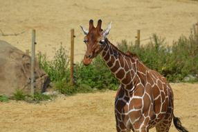 Giraffe Zoo