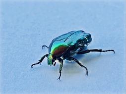 Bug Bugs Insect