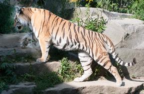 Tiger Animal Wild