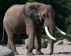 Elephant Zoo Summer