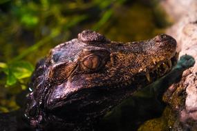 Caiman Animal Reptile