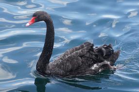 Swan Black Bird
