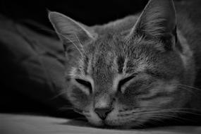Cat Pet Feline Muzzle