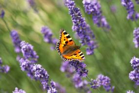Butterfly Fuchs Lavender