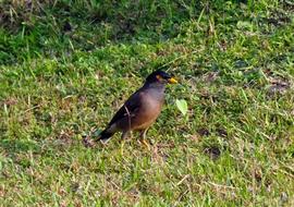 Common Myna Indian Bird