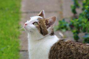 Cats Eyes Fur