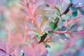 Background Water Rosa