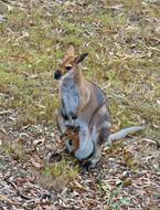 Kangaroo Wallaby Wildlife