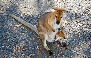 Kangaroo Wallaby Wildlife