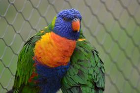 Parrot Bird Colorful