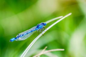 Insect Macro Photography Dragonfly