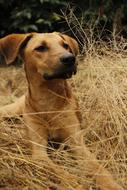 Dog Pet Animals
