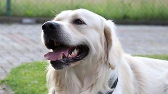 Dog Golden Retriever Animals