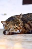 Cat Sleep Tabby