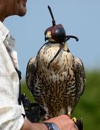 Peregrine Falcon Raptor