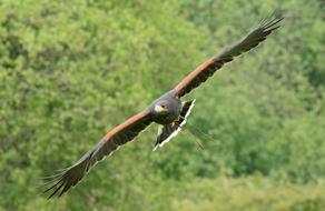 Harris Hawk Flying