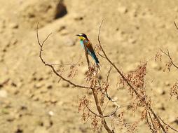 colored little bird on a tree