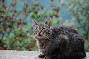 Cat Pictures Animal