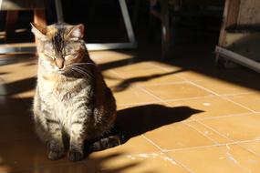 Gata Cat Kitten
