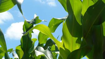 green corn leaves against the sky