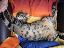 Cat Sleep Offices Domestic