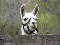 Llama Animal Petting Zoo