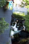 colored cat sitting by the house
