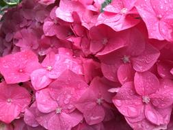 Pink Flowers Background