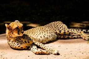 Animal World Predator Cheetah