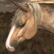 sad look of a horse