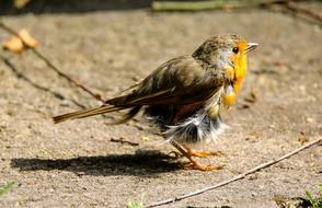 Animals Bird Robin