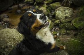 funny dog by the pond