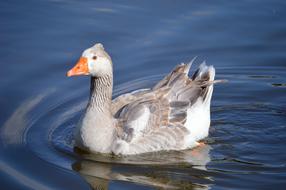 Duck pond macro