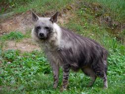 wild dog walking