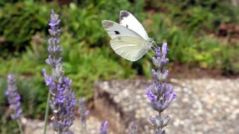 Butterfly Insect Nature
