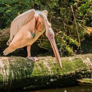pelican sitting by the water
