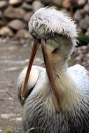 Pelican Dalmatian Bird