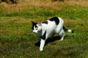 Cat Female Garden