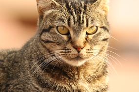striped gray cat with green eyes