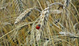 Corn Field Insect