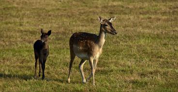 Fallow Deer Female Young Animal