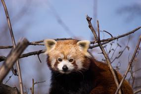 Red Panda Animals