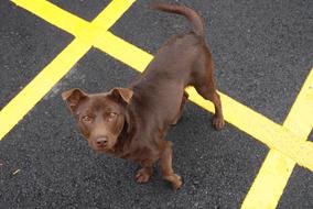 Dog Dogs Stray Brown